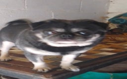 Pug dogs for sale: Pugs for adoption  - Image 2