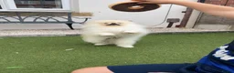 Pomeranian dogs for sale: 6 month old Pomeranian male  in Liversedge - Advert 8