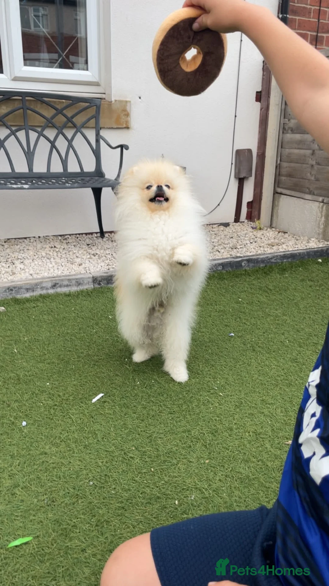 Pomeranian dogs for sale: 6 month old Pomeranian male  in Liversedge - Advert 8