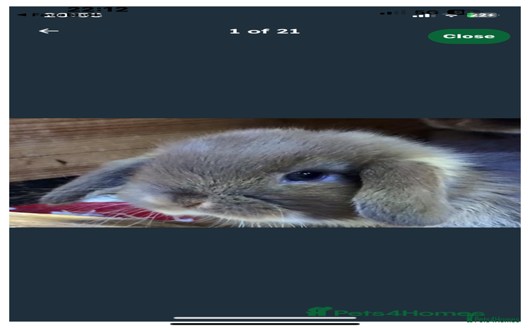 Mini Lop rabbits - Advert 7