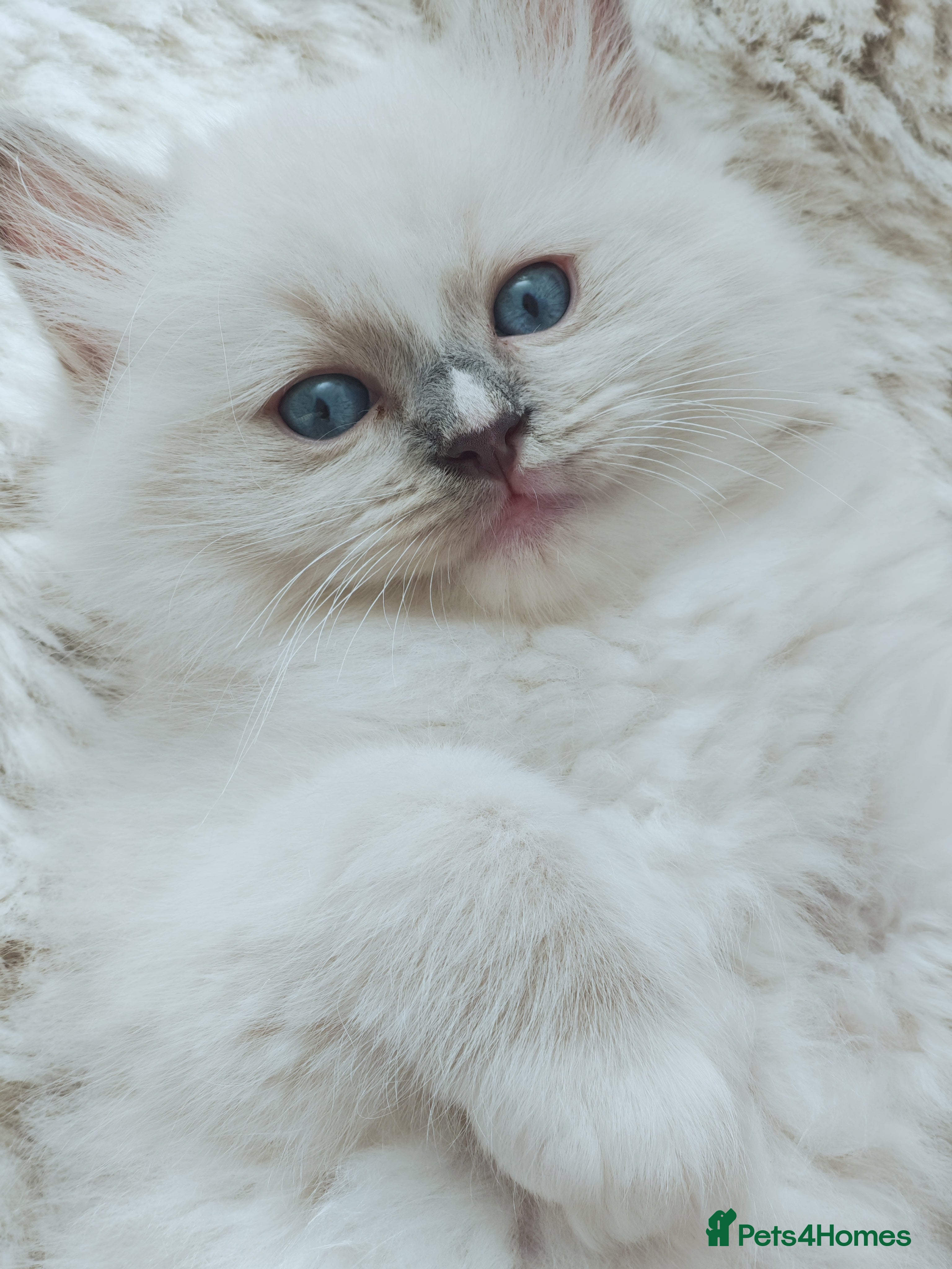 Ragdoll cats Beautiful Purebred Ragdoll Star-Quality Kittens - Advert 4