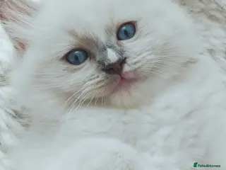 Ragdoll cats Beautiful Purebred Ragdoll Star-Quality Kittens - Advert 4