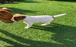 Mixed Breed dogs for sale: Lovely Jack Russel/Plumber puppies - Image 16