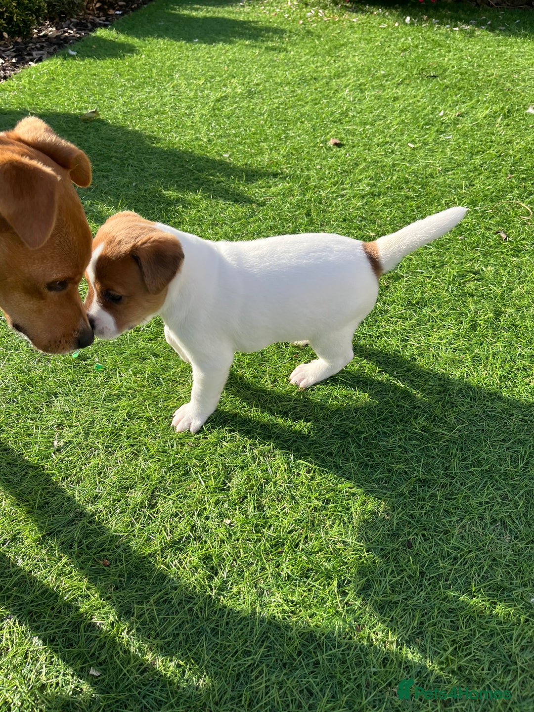 Mixed Breed dogs for sale: Lovely Jack Russel/Plumber puppies - Image 16