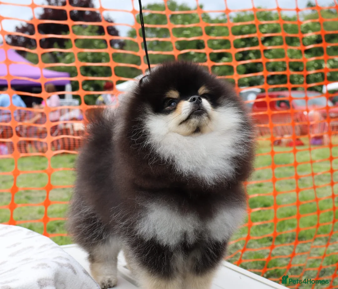 Pomeranian dogs for stud: KC Registered Pomeranian for stud  - Advert 9