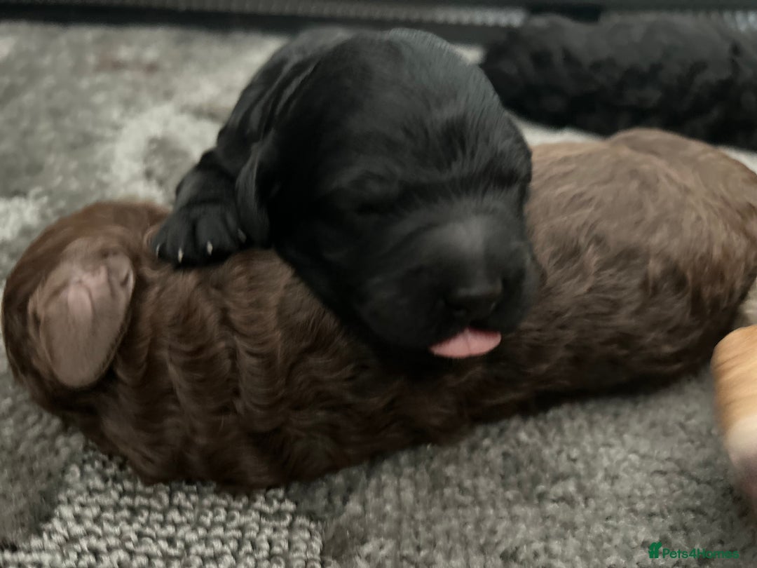 Bernedoodle dogs for sale: Bernedoodle x Labradoodle  - Image 25