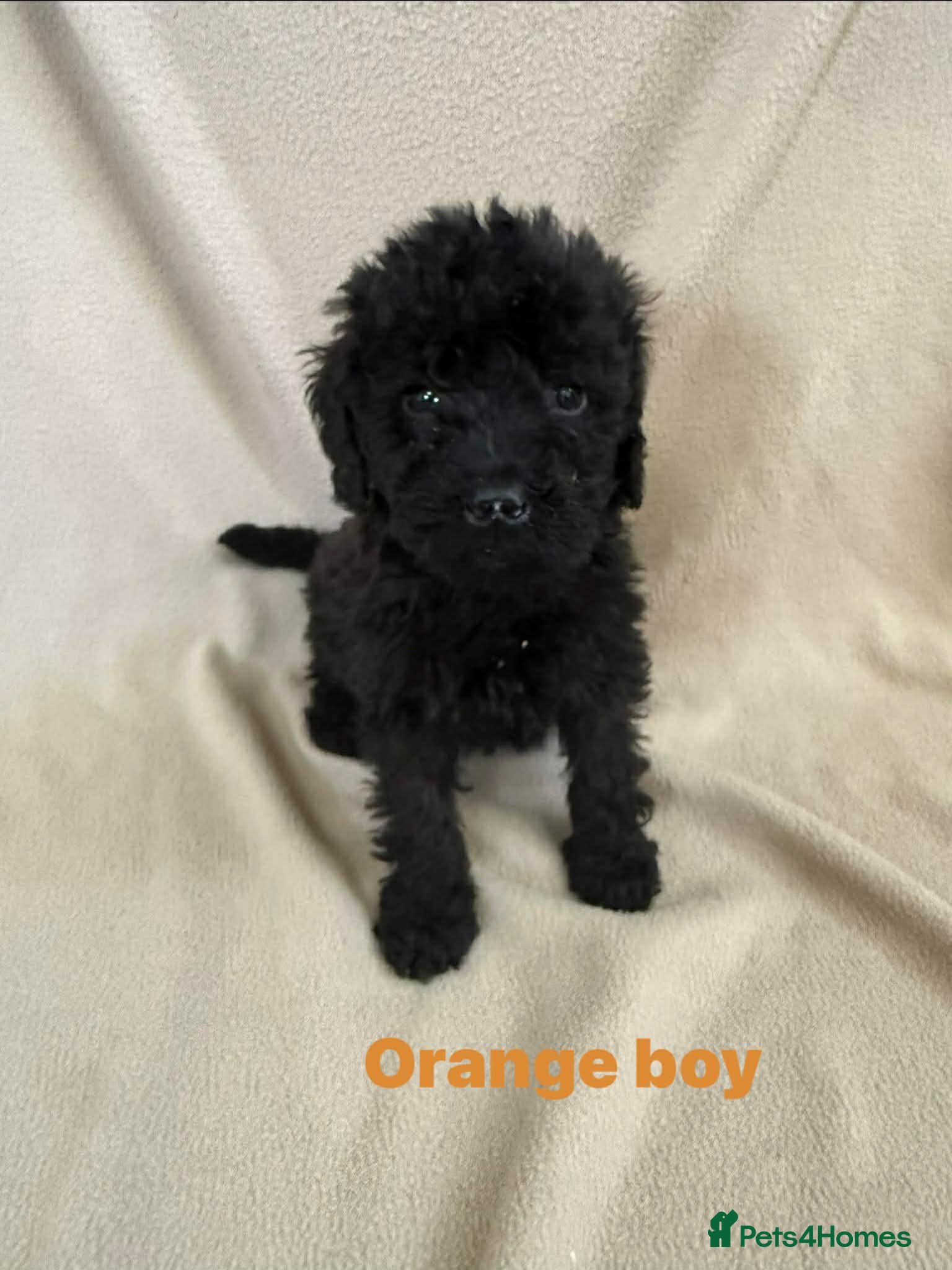 Cockapoo dogs Stunning puppies  - Advert 4