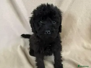 Cockapoo dogs Stunning puppies - Advert 6