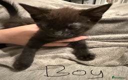 Mixed Breed cats for sale: Kittens for sale - Image 3