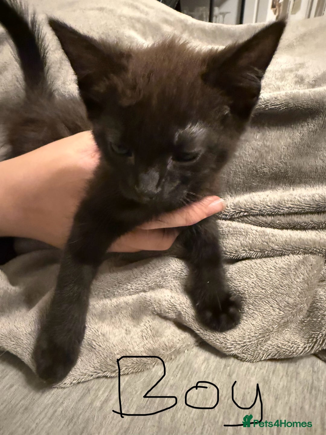 Mixed Breed cats for sale: Kittens for sale - Image 3