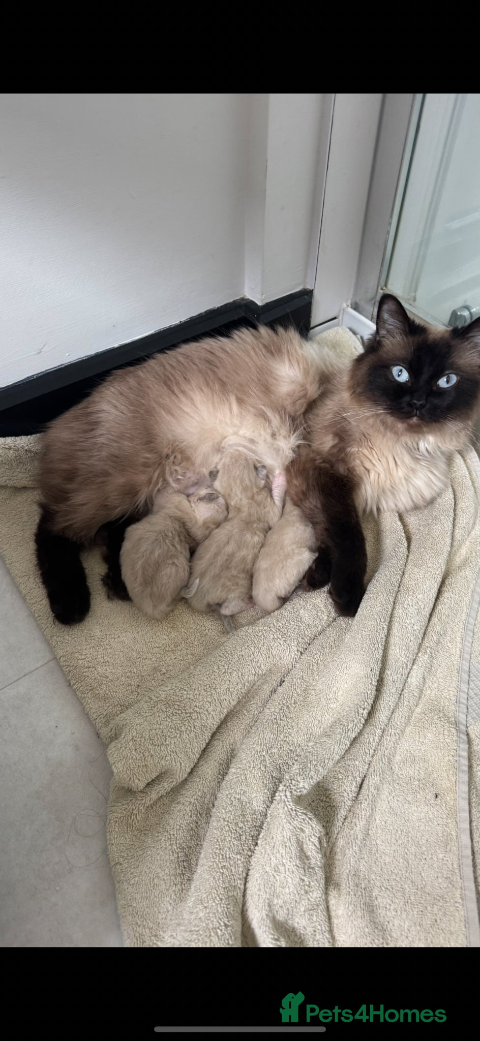 Ragdoll cats Pedigree Ragdoll Kittens  - Advert 1