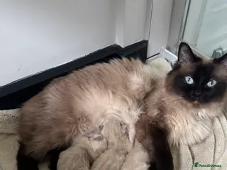 Ragdoll cats Pedigree Ragdoll Kittens - Advert 2