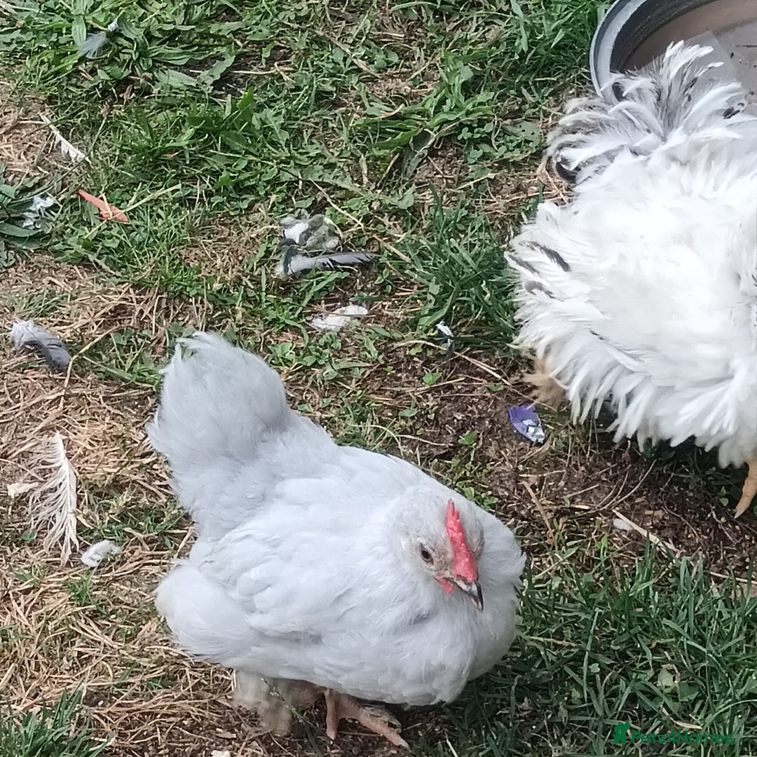 Chickens poultry for sale: £25 each for a fancy chicks - Image 3