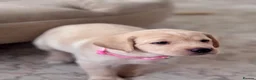 Labrador Retriever dogs for sale: Chunky yellow Labrador pups  - Advert 17