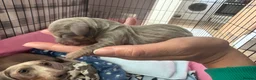 Miniature Dachshund dogs for sale: 5 beautiful puppies - Advert 4