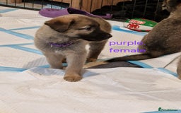 Mixed Breed dogs for sale: Turkish kangal x German shepherd puppies  - Image 5