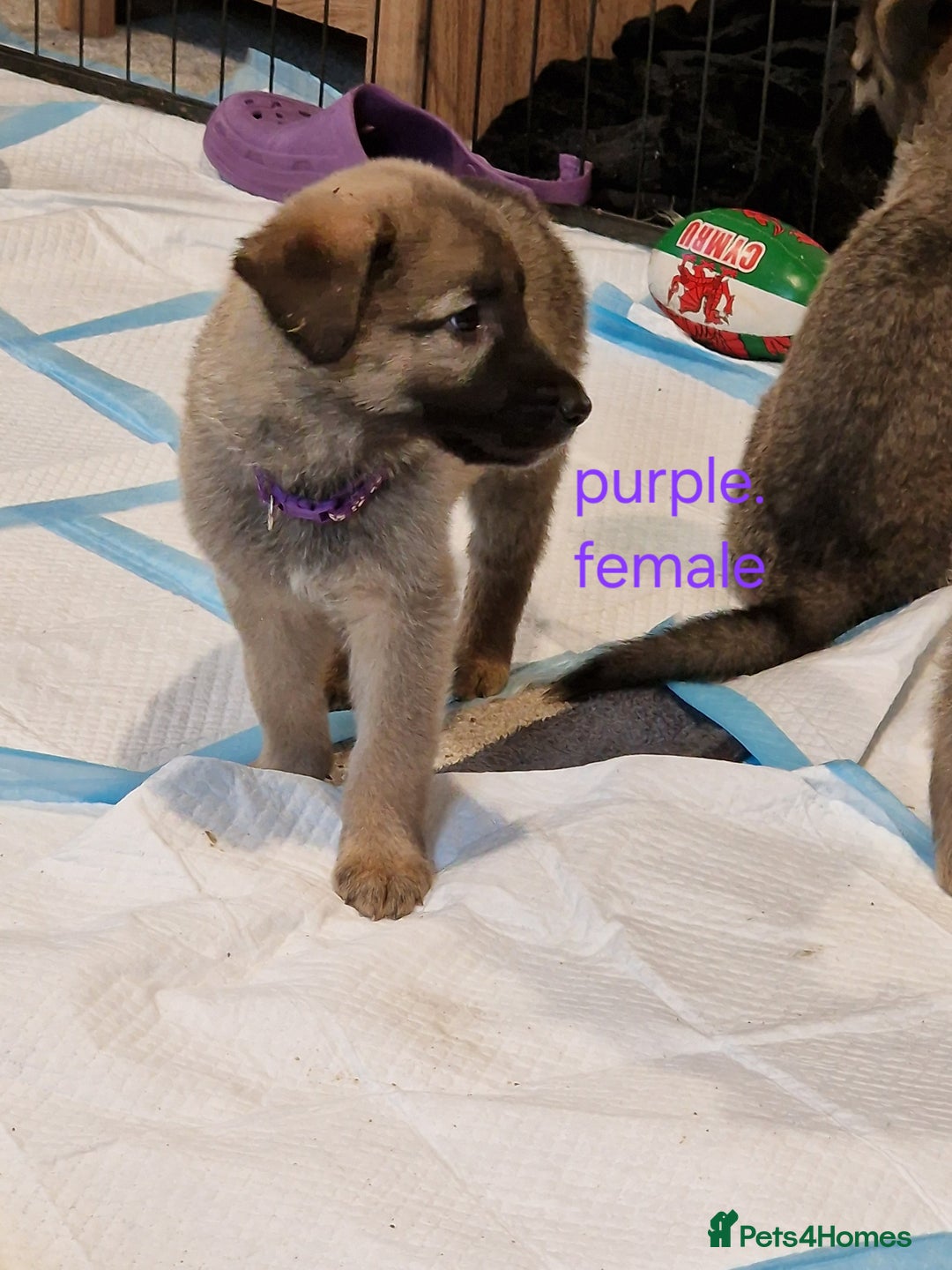 Mixed Breed dogs for sale: Turkish kangal x German shepherd puppies  - Image 5