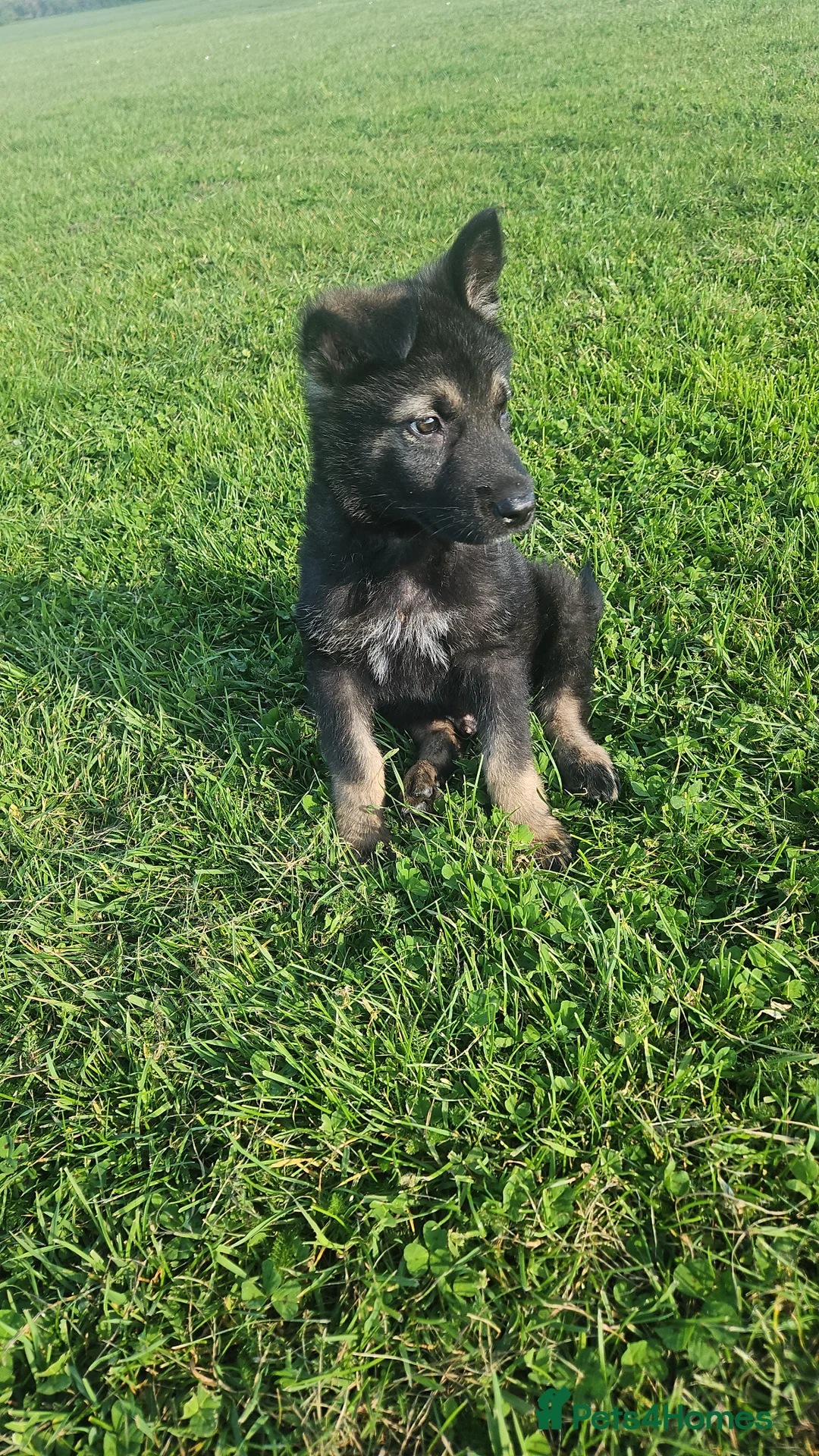 Mixed Breed dogs for sale: 1 Beautiful chunky Alaskan Shepherds - Advert 1