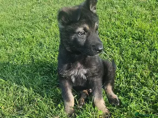 Mixed Breed dogs 1 Beautiful chunky Alaskan Shepherds - Advert 1