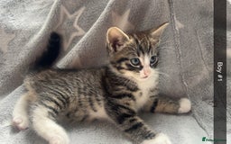 Mixed Breed cats for sale: kittens ready for reservation  - Image 15
