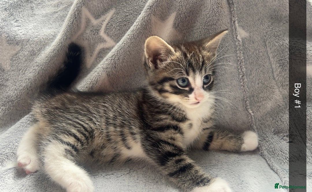 Mixed Breed cats for sale: kittens ready for reservation  - Image 15