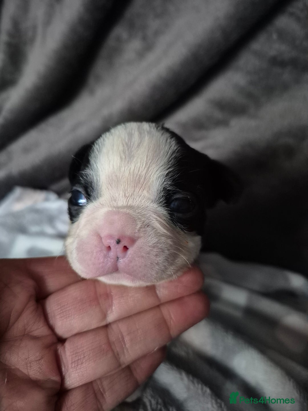 Boston Terrier dogs for sale: Gorgeous chunky Boston terrier pups - Advert 20