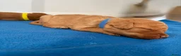 Labradoodle dogs for sale: Extensively Health Tested F1 Miniature Labradoodle - Advert 10