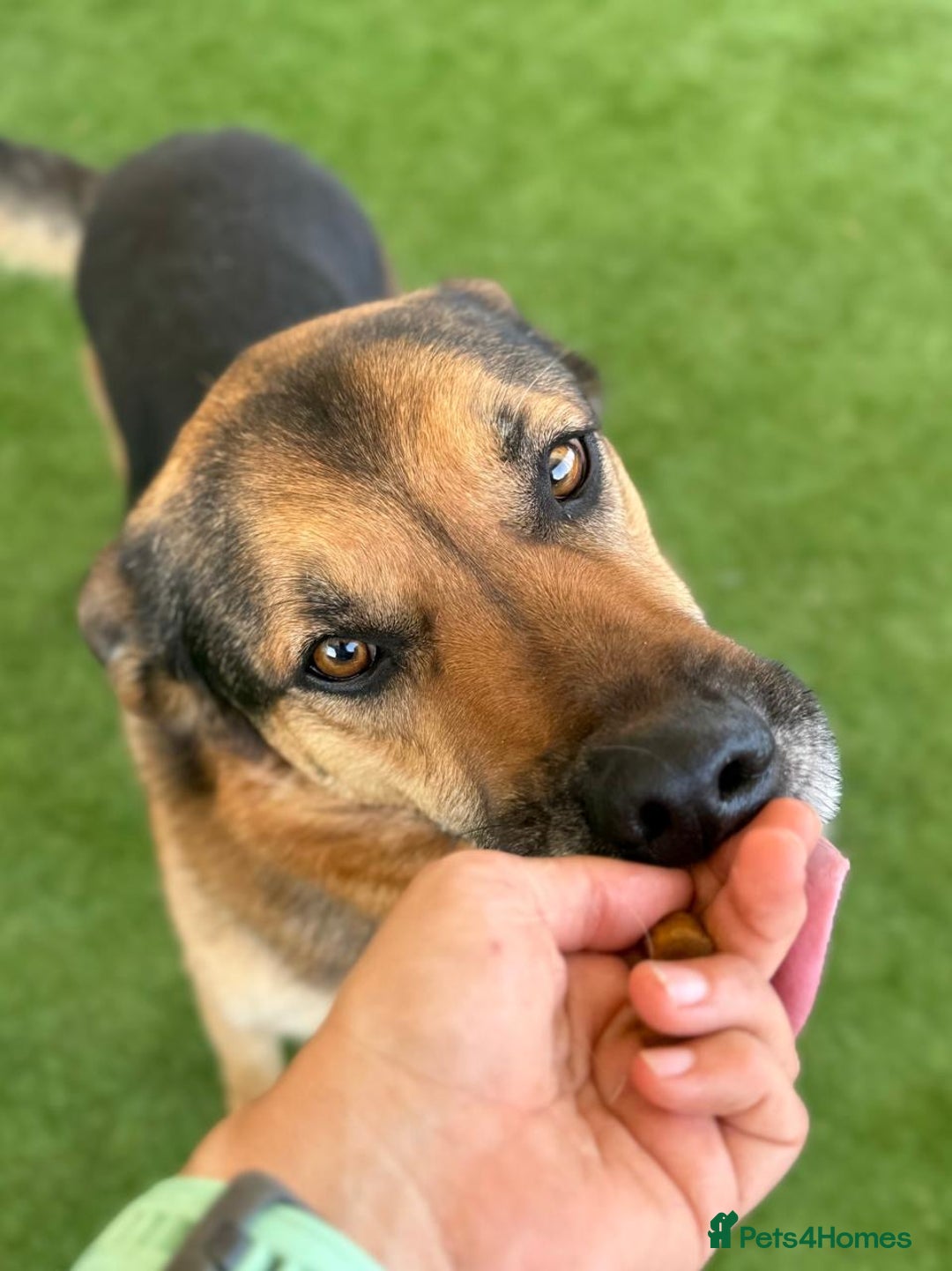 German Shepherd dogs for adoption: The sad story of Bruno - Advert 5