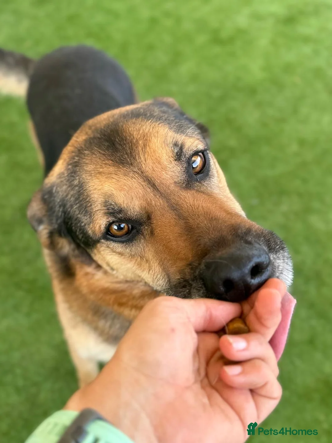 German Shepherd dogs for adoption: Bruno needs a foster or forever home - Advert 6