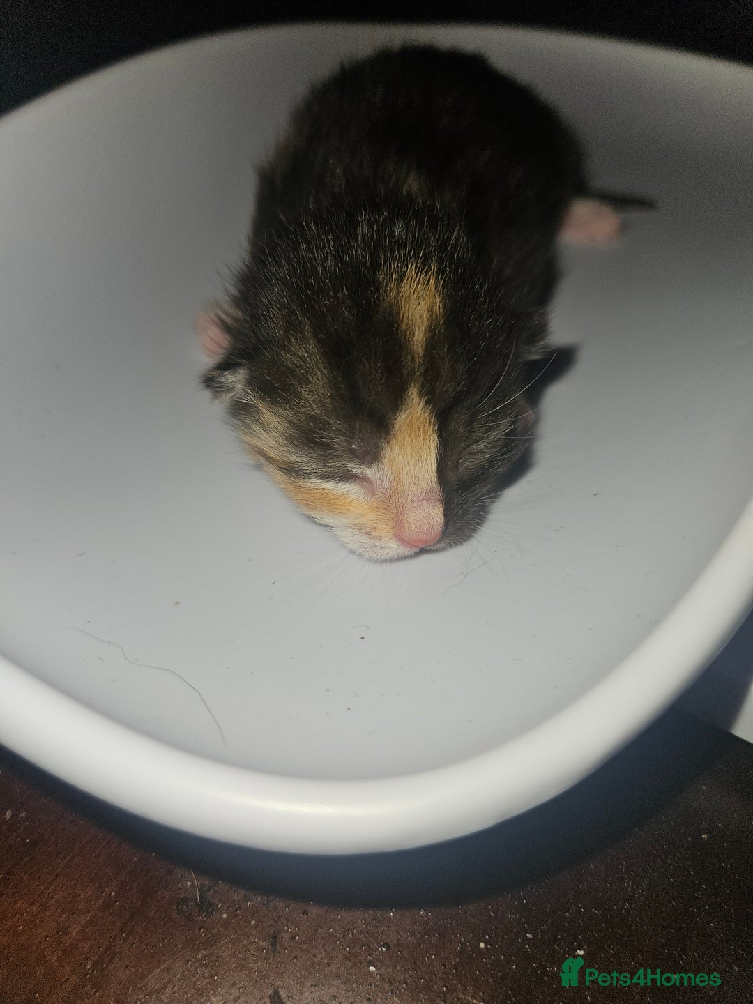 Mixed Breed cats for sale: 2 male black and white and 2 tortoiseshell females - Image 2