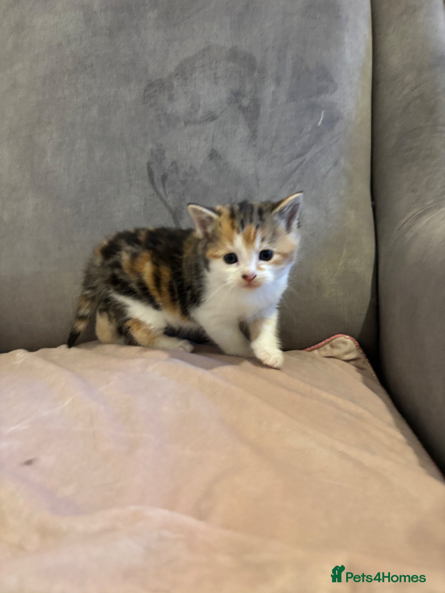 Mixed Breed cats Kittens stunning Maine coon cross bengal 🐈 😀🌸 - Advert 7