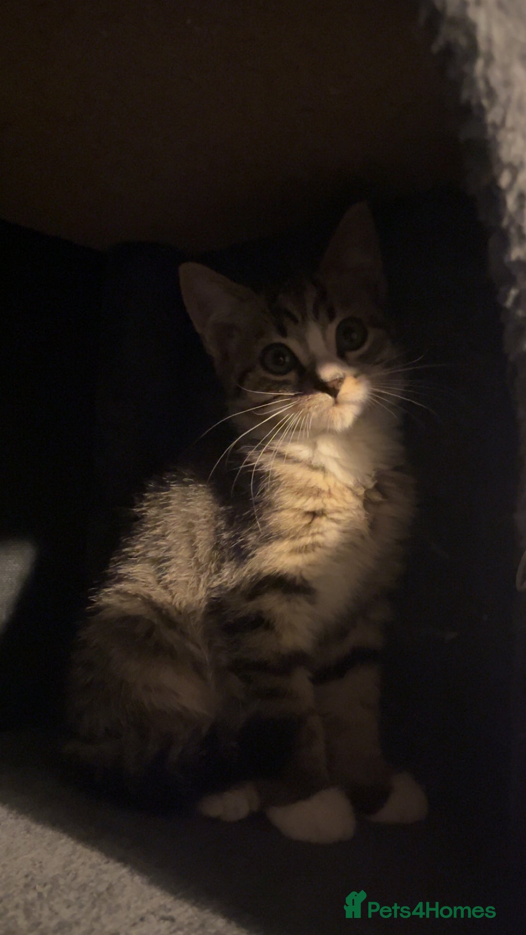 Mixed Breed cats for sale: Kittens for sale  - Image 4