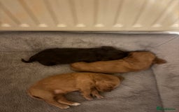 Cockapoo dogs for sale: Stunning F1 Cockapoos from H/Tested KC Parents!! - Image 17