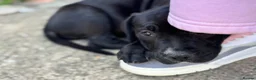 Mixed Breed dogs for sale: Black lab  ** tiff x Staffordshire terrier  in Leicester - Advert 9