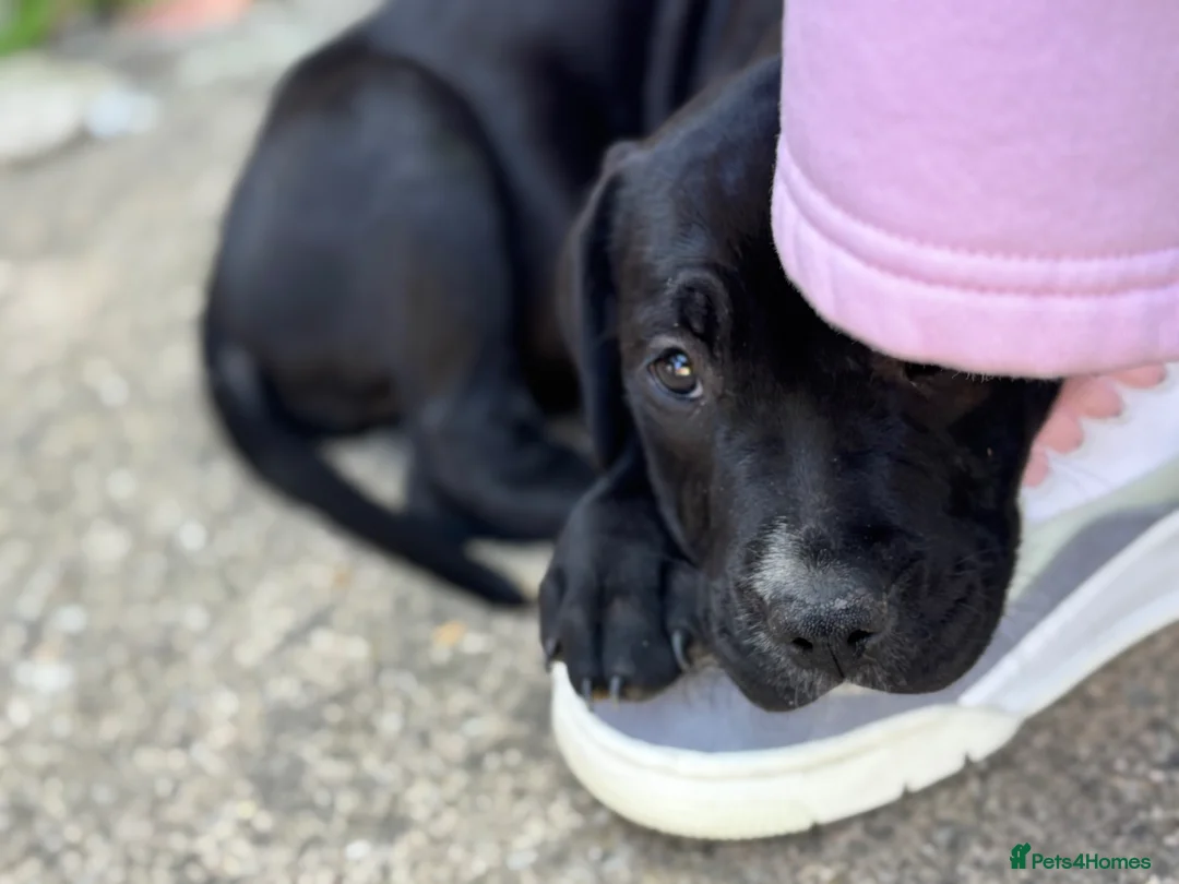 Mixed Breed dogs for sale: Black lab  ** tiff x Staffordshire terrier  in Leicester - Advert 9