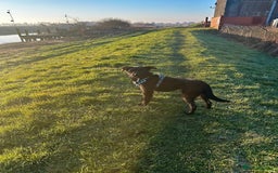 Mixed Breed dogs for adoption: Gorgeous mixed breed boy  - Image 4