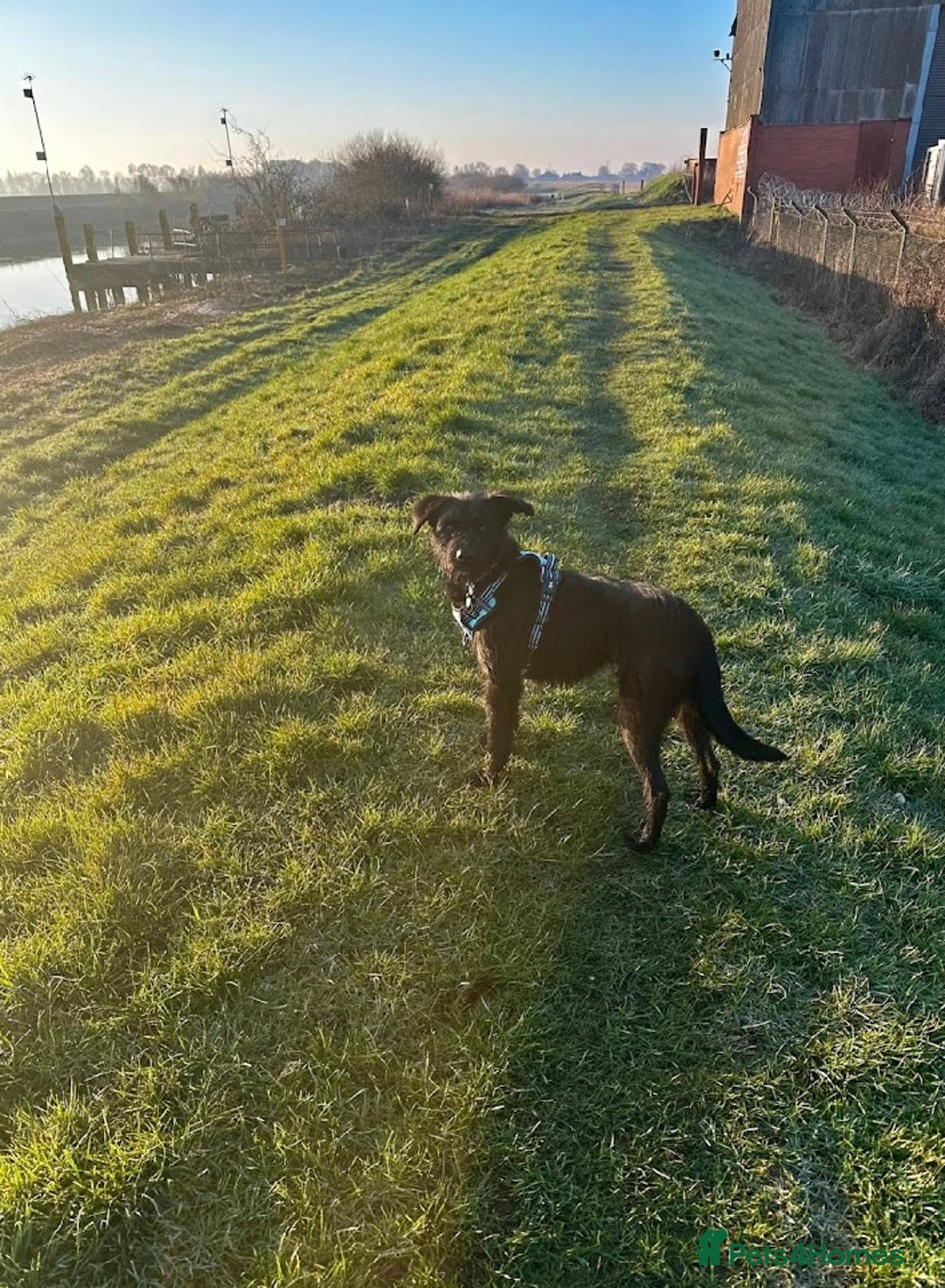 Mixed Breed dogs for adoption: Gorgeous mixed breed boy  - Image 4
