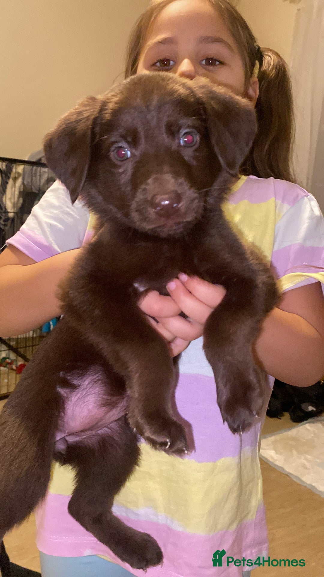 Mixed Breed dogs for sale: Beautiful Puppies – ONLY / LEFT!!! - Advert 2