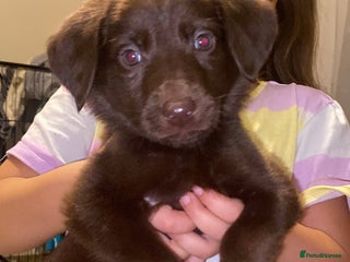 Mixed Breed dogs Beautiful Puppies – ONLY 3 LEFT!!! - Advert 11