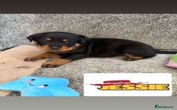 Rottweiler dogs for sale: Stunning chunky Rottweiler puppies - Image 18