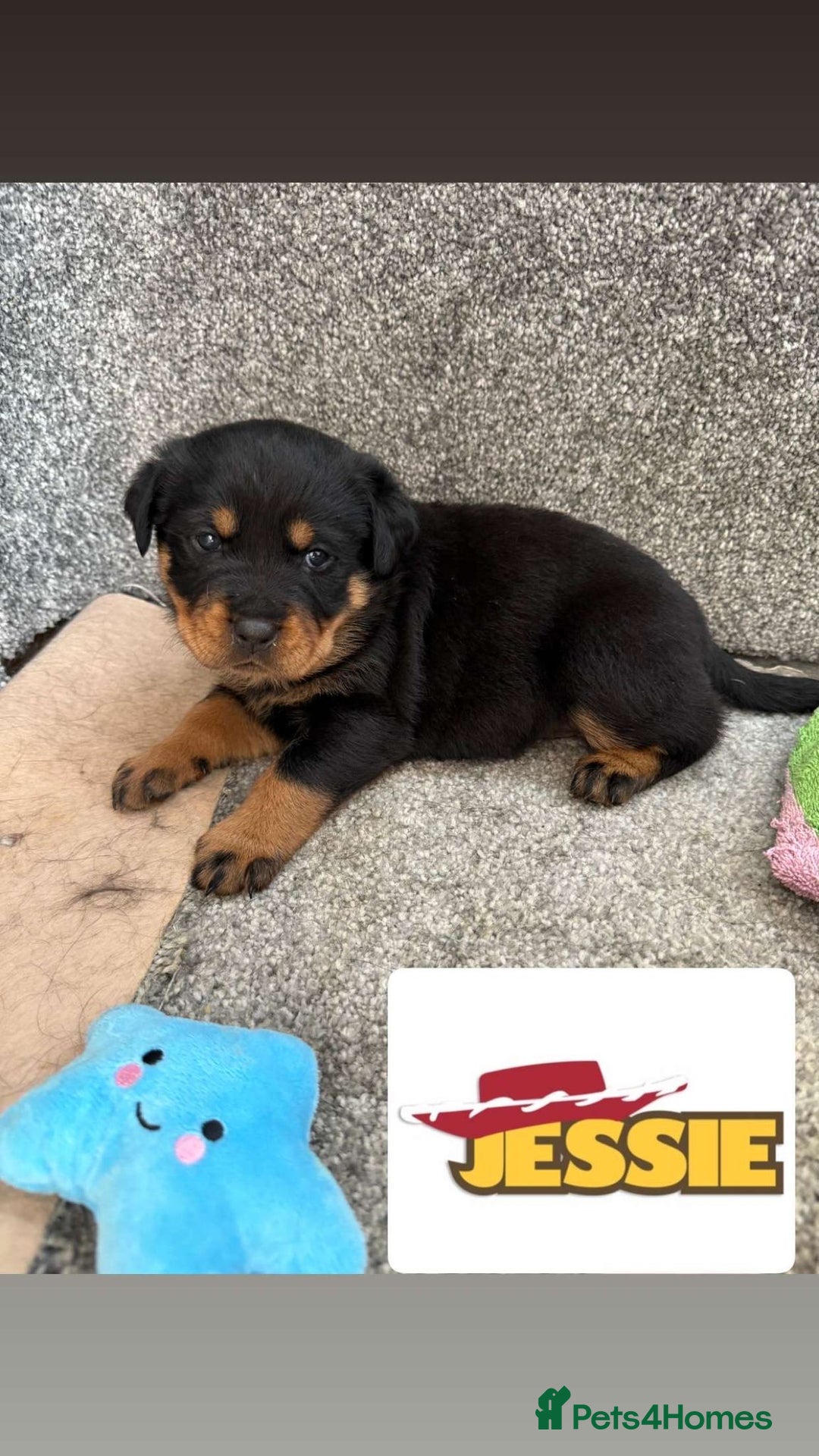 Rottweiler dogs for sale: Stunning chunky Rottweiler puppies - Image 18