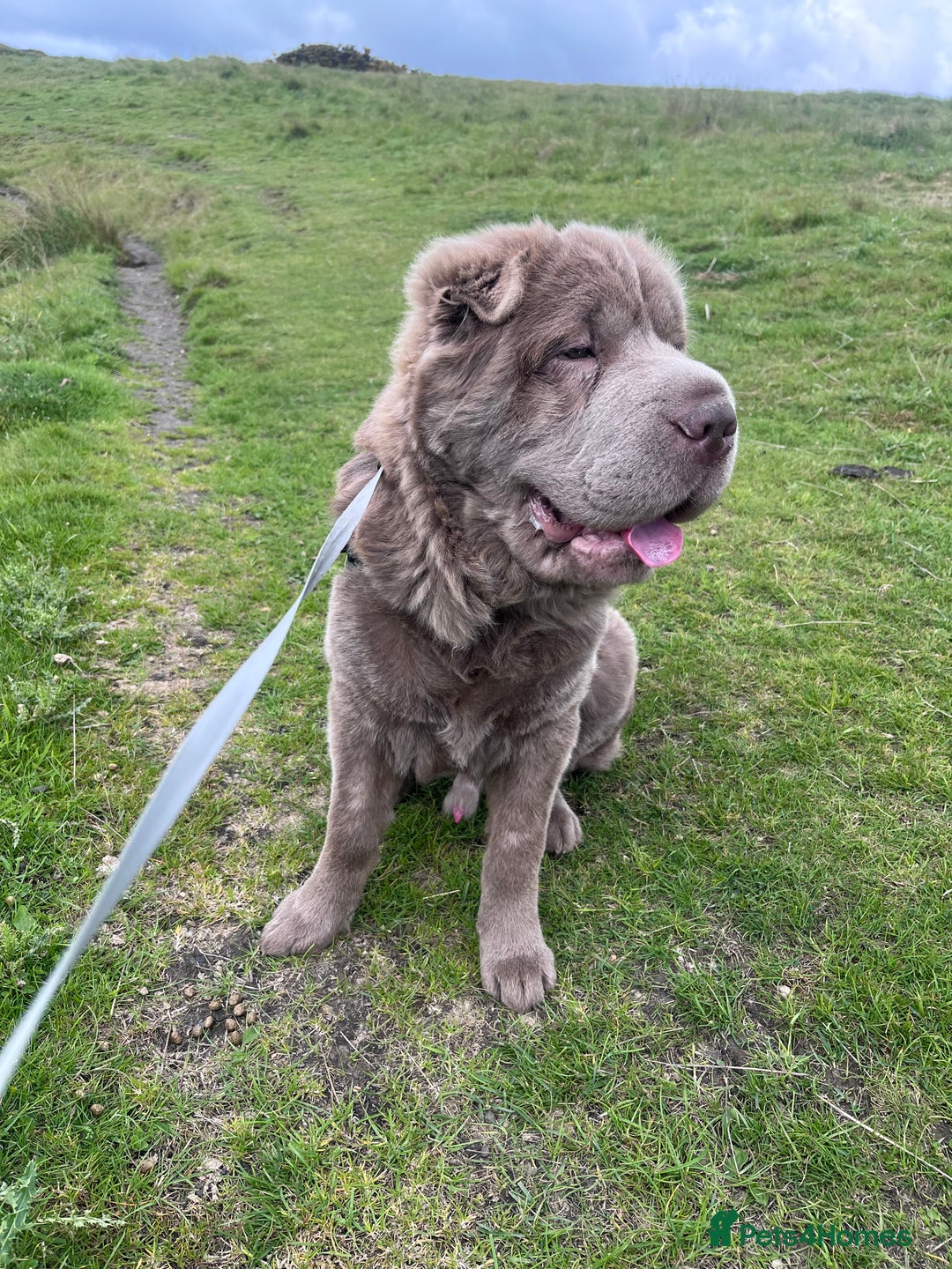 Shar Pei dogs for stud: Yogi for Stud  - Advert 3