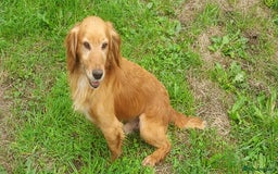 Cocker Spaniel dogs for sale: Kc reg quality cocker spaniel puppies - Image 4