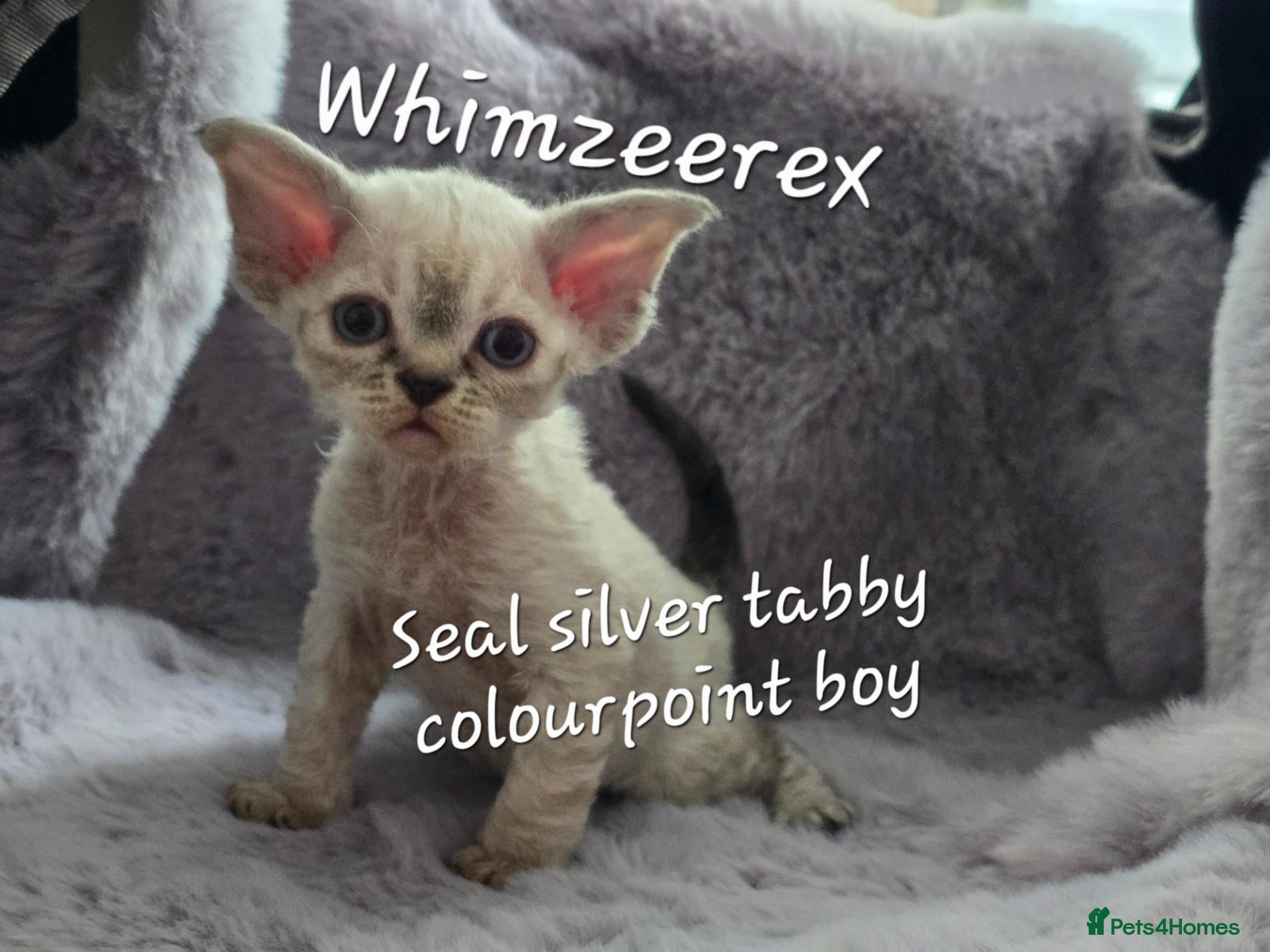 Devon Rex cats BOYS BOYS BOYS - Advert 6