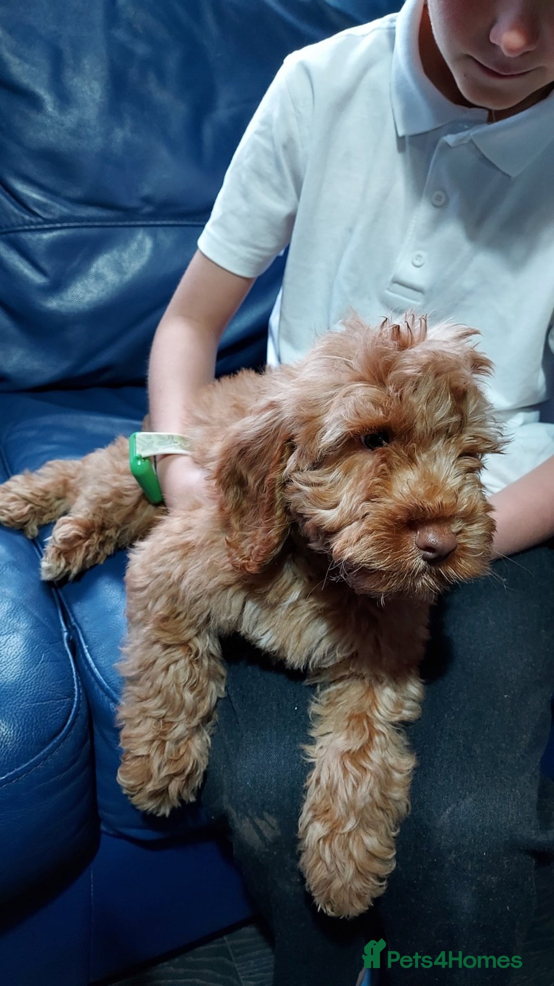 Cockapoo dogs for sale: Gorgeous F1 Cockapoo Pups Ready For You - Image 6
