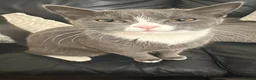 Mixed Breed cats for sale:  3 Beautiful Ragdoll Mix Kittens Left  in Gateshead - Advert 3