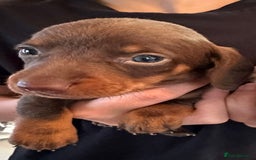 Dachshund dogs for sale: Beautiful Dachshund Puppies  - Image 13