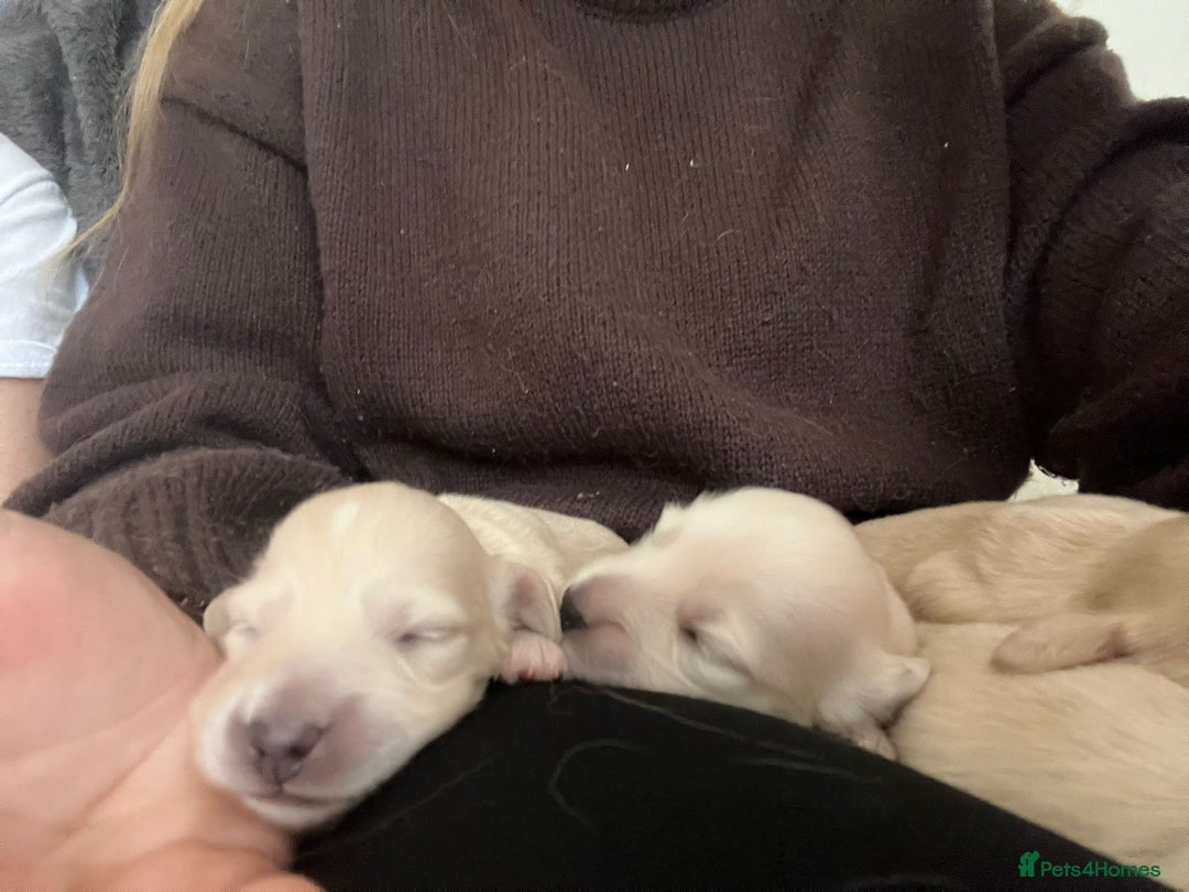 Miniature Dachshund dogs for sale: Platinum Clear Cream Miniature Dachshund - Advert 5