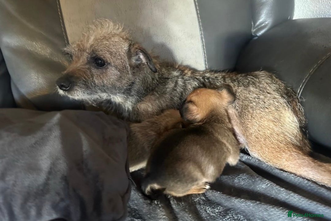 Mixed Breed dogs for sale: Jack Russell/terrier mixed bread - Advert 8