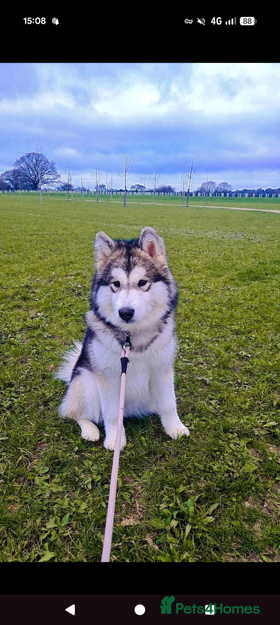 Alaskan Malamute dogs 21 month old female Alaskan Malamute - Advert 11